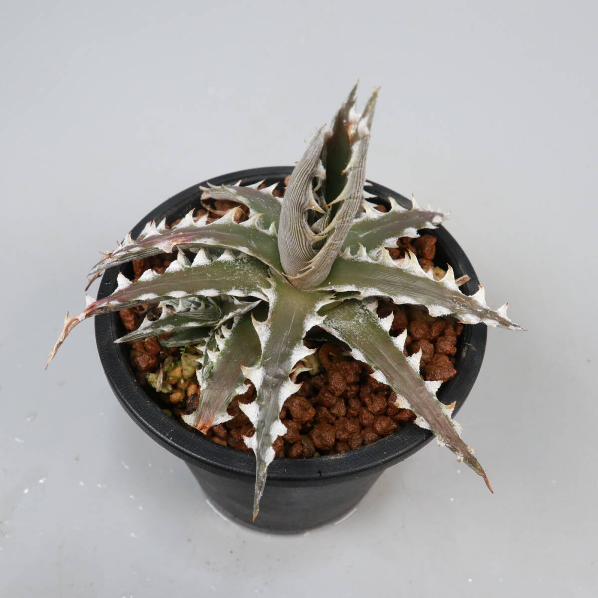 SALE! 11. ディッキア ☆ Dyckia Z'GOK x Little Wing #PSZLBB03 Otto