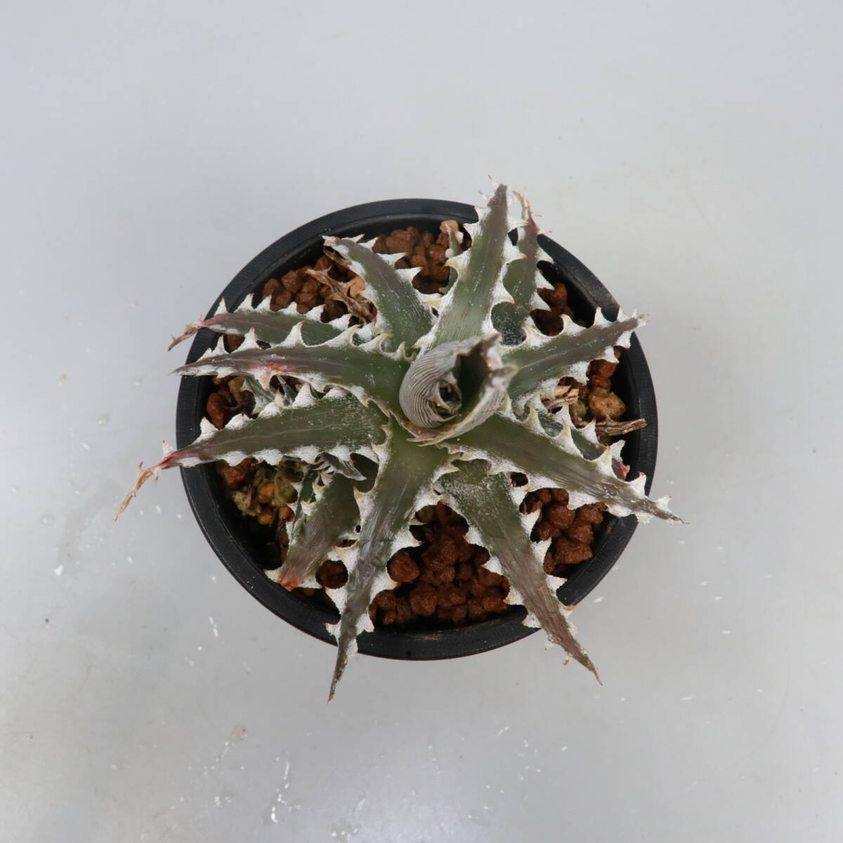 SALE! 11. ディッキア ☆ Dyckia Z'GOK x Little Wing #PSZLBB03 Otto