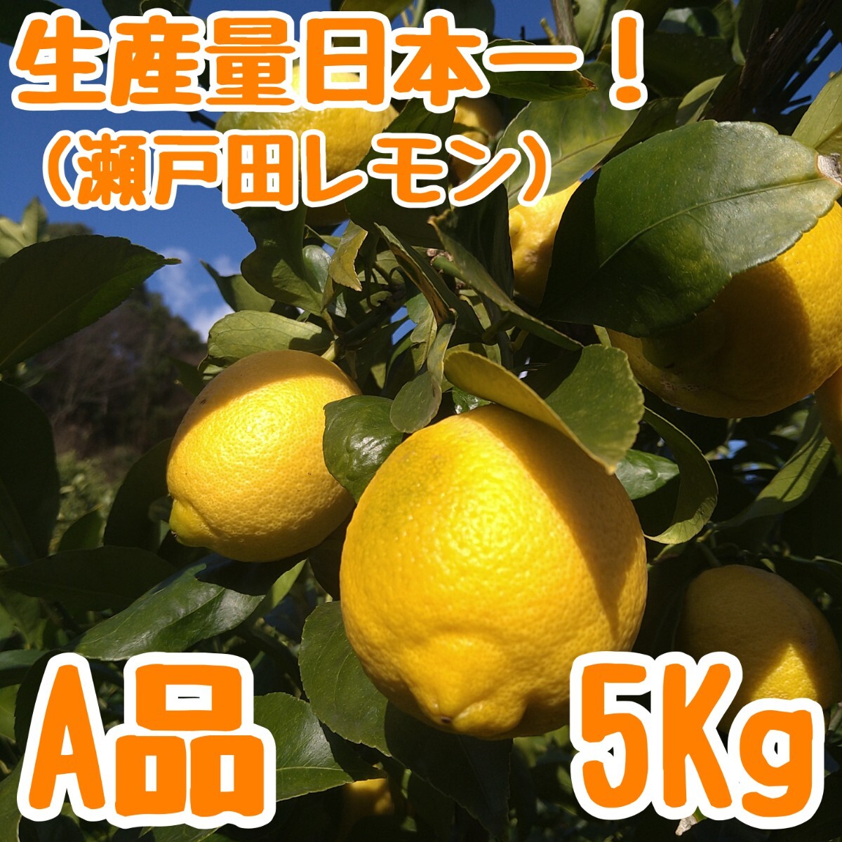 瀬戸田レモン A品 5Kg 広島県 瀬戸内 国産 しまなみ海道 瀬戸田レモン