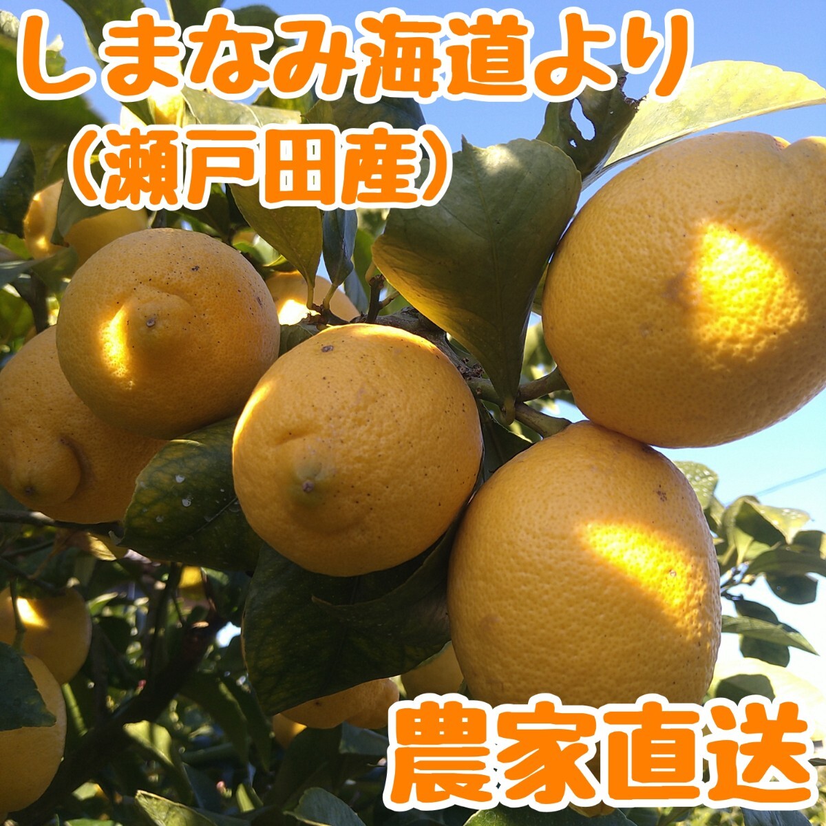 瀬戸田レモン A品 5Kg 広島県 瀬戸内 国産 しまなみ海道 瀬戸田レモン