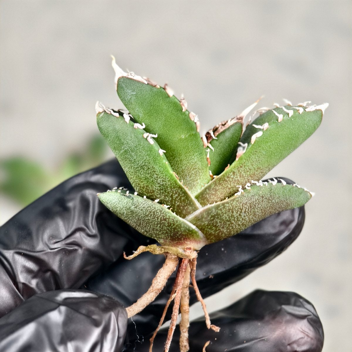 1激レア高級品種 アガベ チタノタ SAD 南アフリカダイアモンド agave