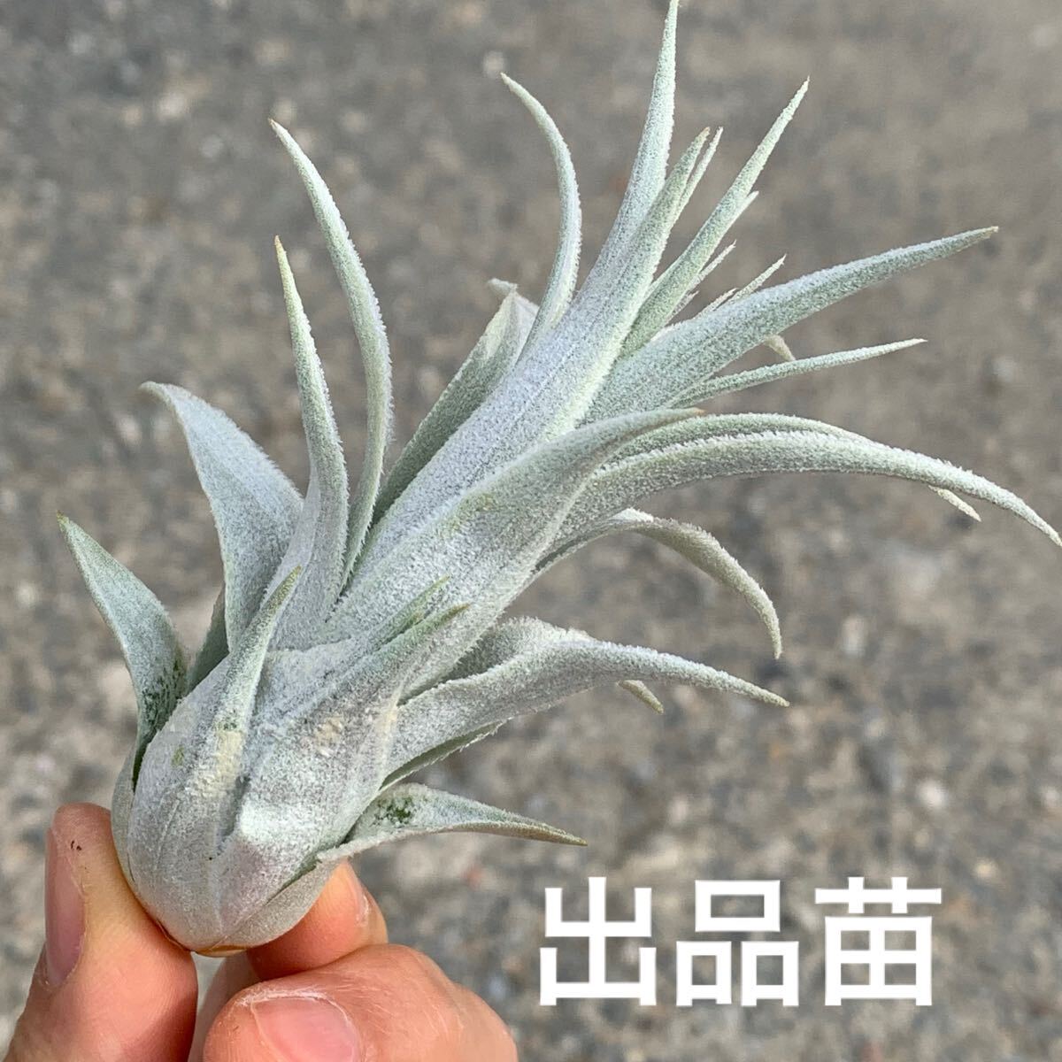 Tillandsia chapeuensis var. turriformis ティランジア