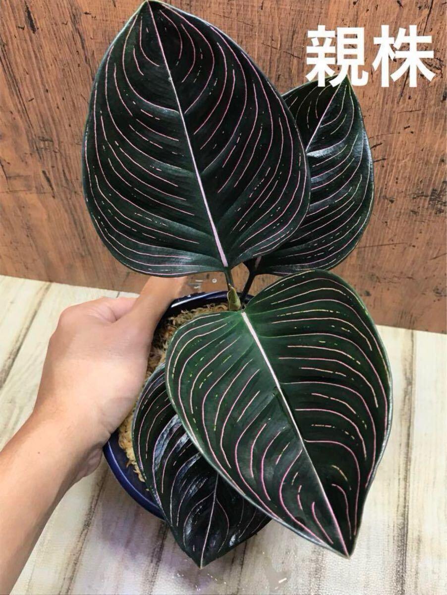 アグラオネマ ロタンダム アチェ Aglaonema 【公式通販】
