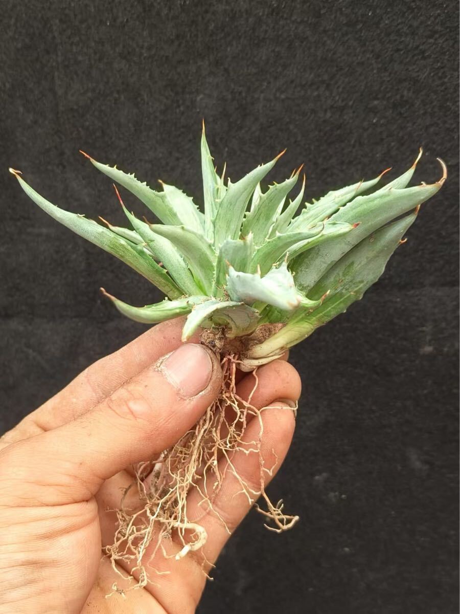 特選 n61 アガベ 多肉植物 シンプレックス スノーデビルSnow Devil