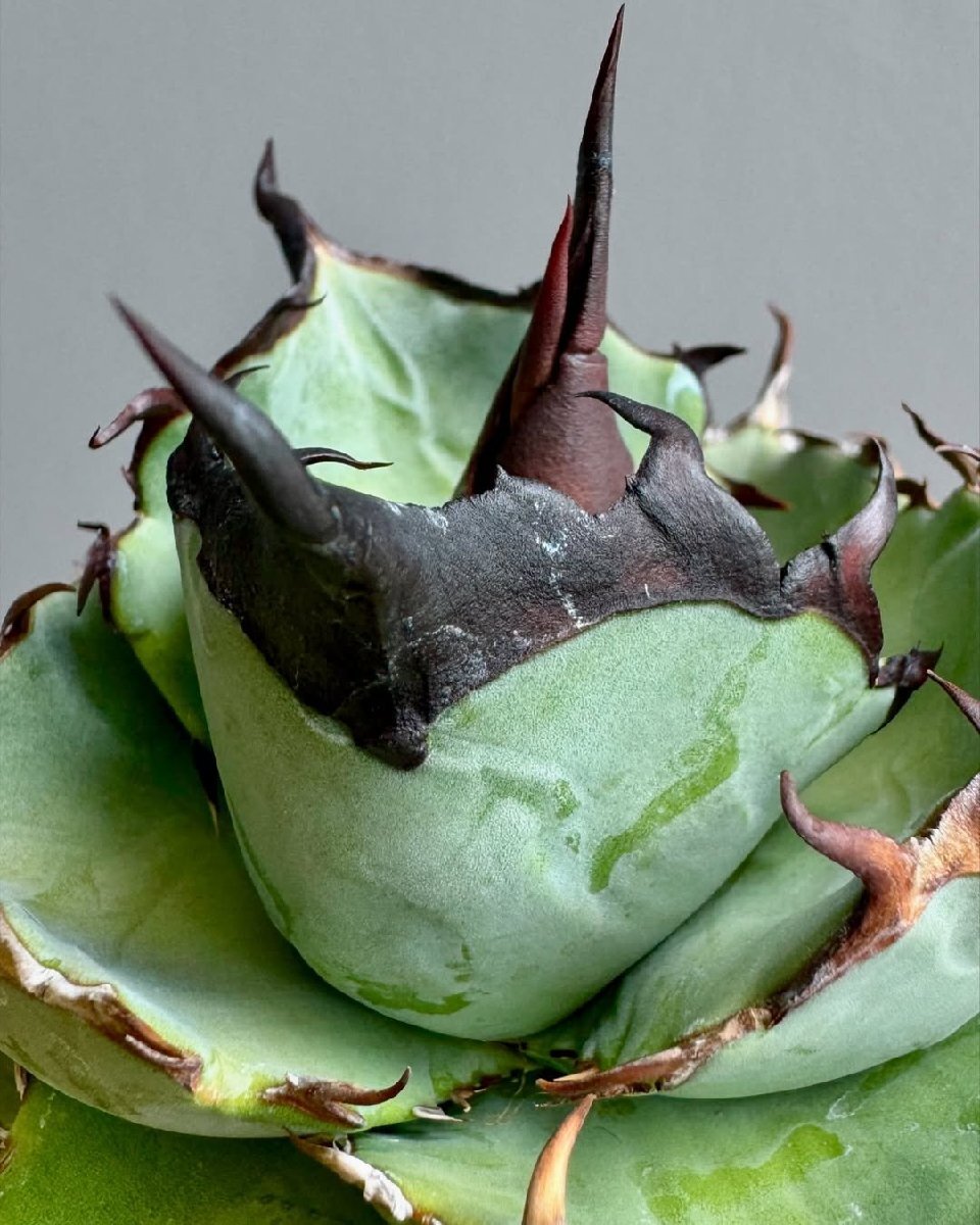 116アガベ チタノタ 毒液 /シーザー 白鯨 フィリグリー スーパーチタノタ 悪魔くん ハデス 大白鯊 CJ ブツブツ オアハカ_1