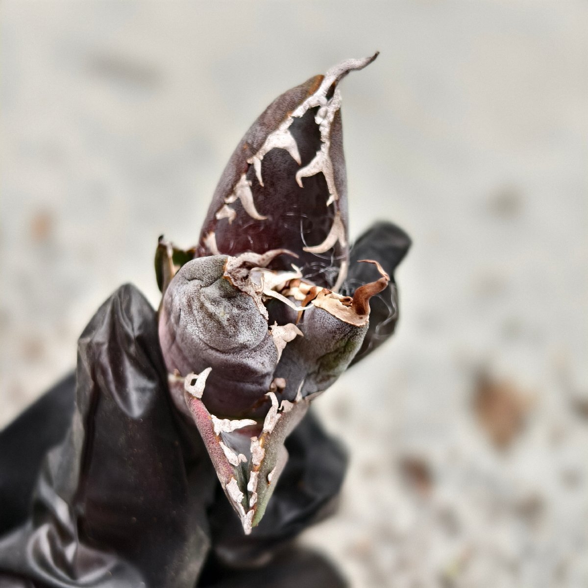 116アガベ チタノタ 毒液 /シーザー 白鯨 フィリグリー スーパーチタノタ 悪魔くん ハデス 大白鯊 CJ ブツブツ オアハカ_2