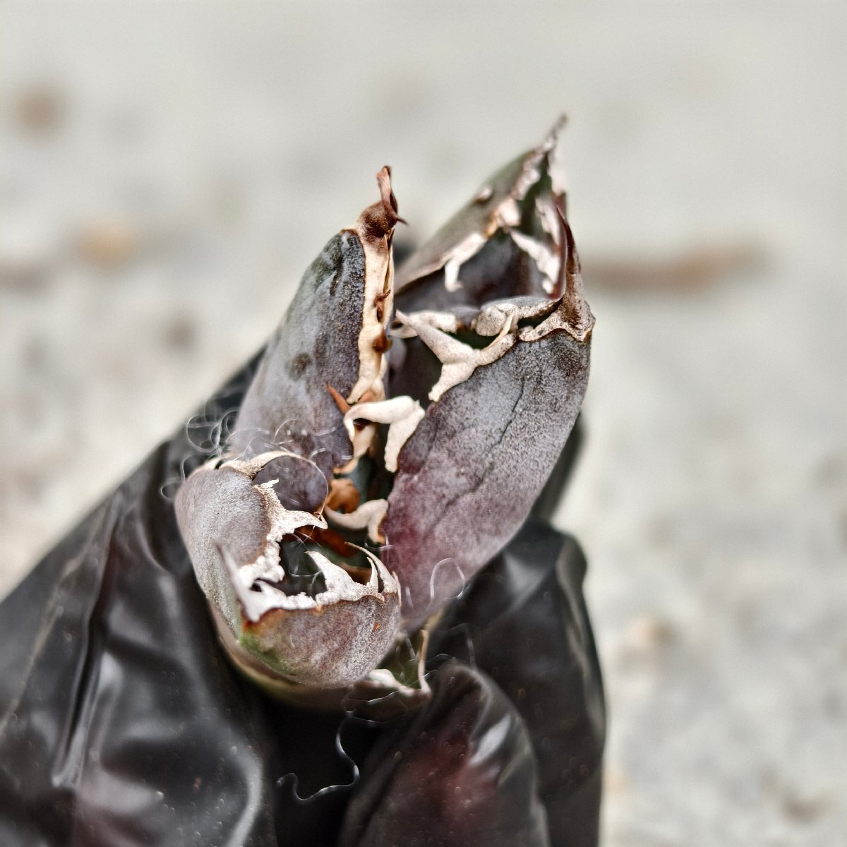 116アガベ チタノタ 毒液 /シーザー 白鯨 フィリグリー スーパーチタノタ 悪魔くん ハデス 大白鯊 CJ ブツブツ オアハカ_3