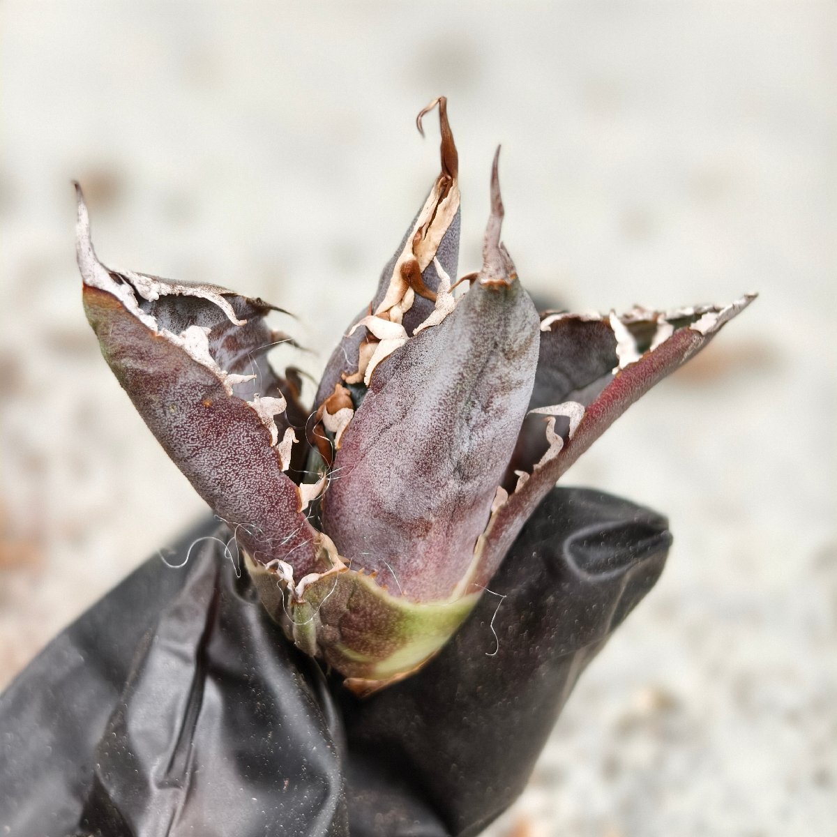 116アガベ チタノタ 毒液 /シーザー 白鯨 フィリグリー スーパーチタノタ 悪魔くん ハデス 大白鯊 CJ ブツブツ オアハカ_4