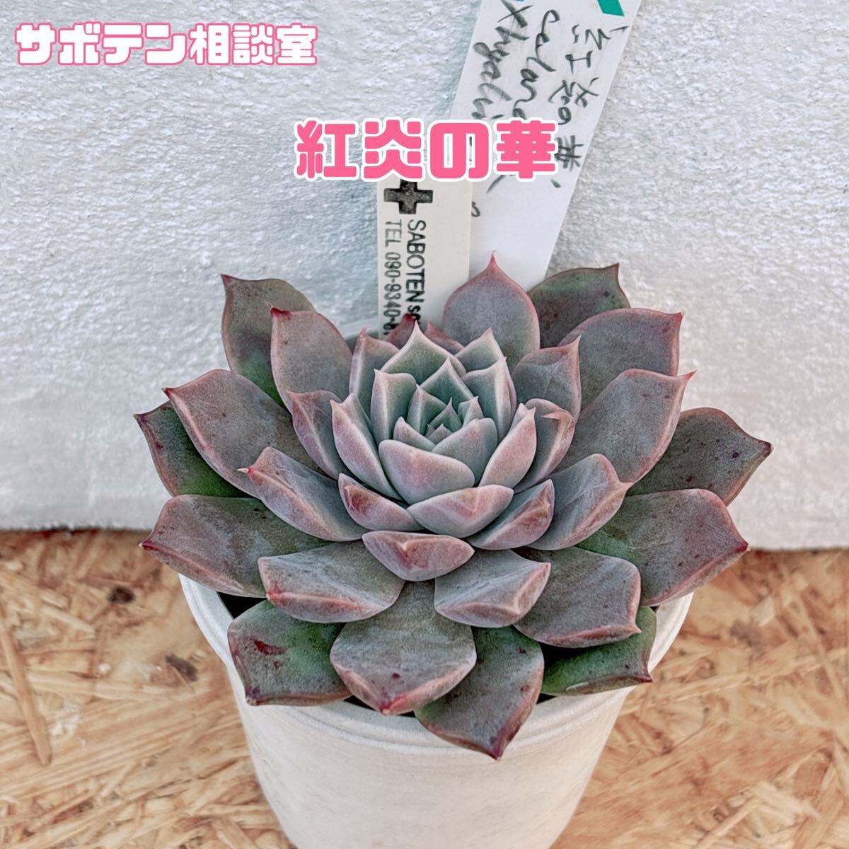 メルカリ 多肉植物 エケベリア 紅炎の華 紅炎の華♡抜き苗(サボテン 