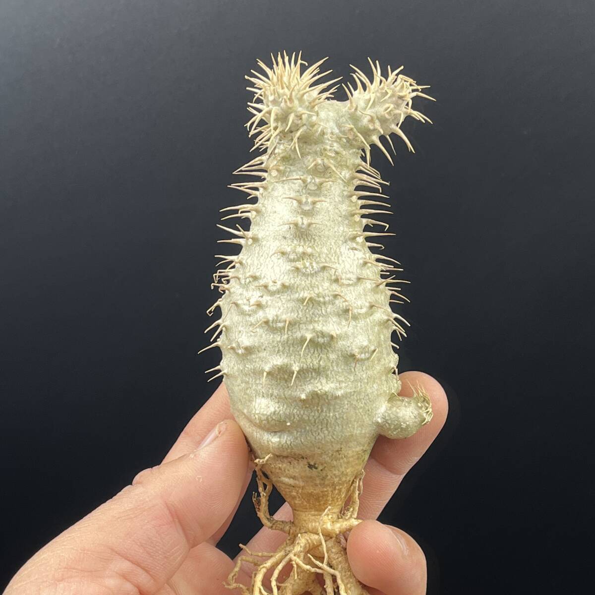 J16サボテン 多肉植物 「実生」パキポディウム アンボンゲンセ 多肉