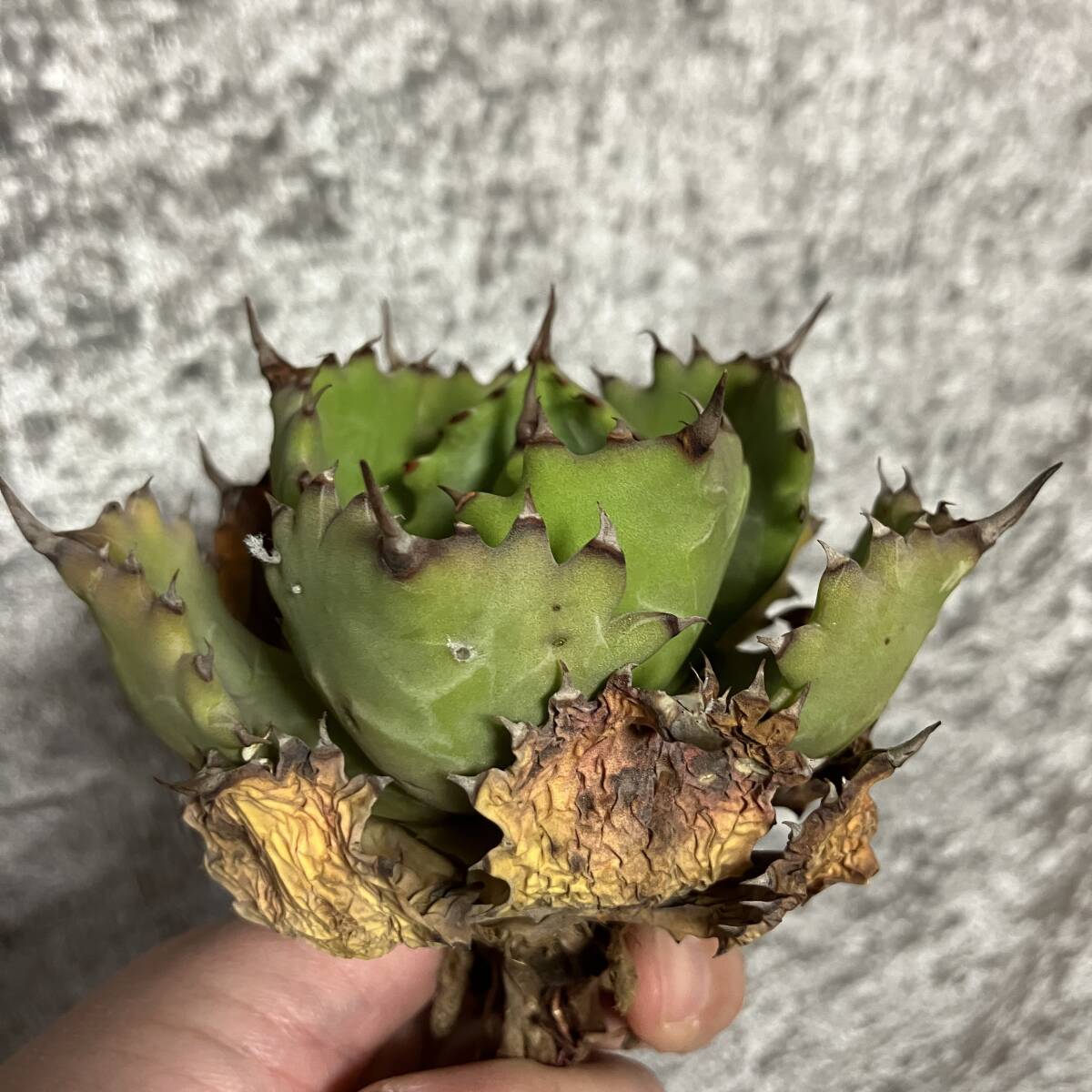 アガベ チタノタ | 多肉植物雷帝カブトガニ連棘株 子株 鮮明錦 永久斑