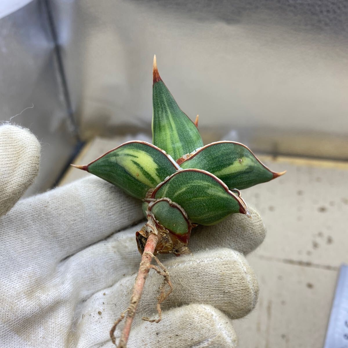 サンスベリア ロリダ 斑入り SANSEVIERIA VARIEGATED RORIDA 【公式通販】