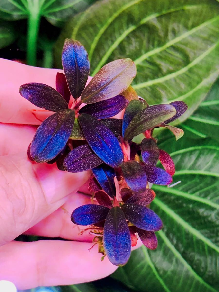 Bucephalandra sp. Galaxy Purple Galaxy ブセファランドラsp midnight