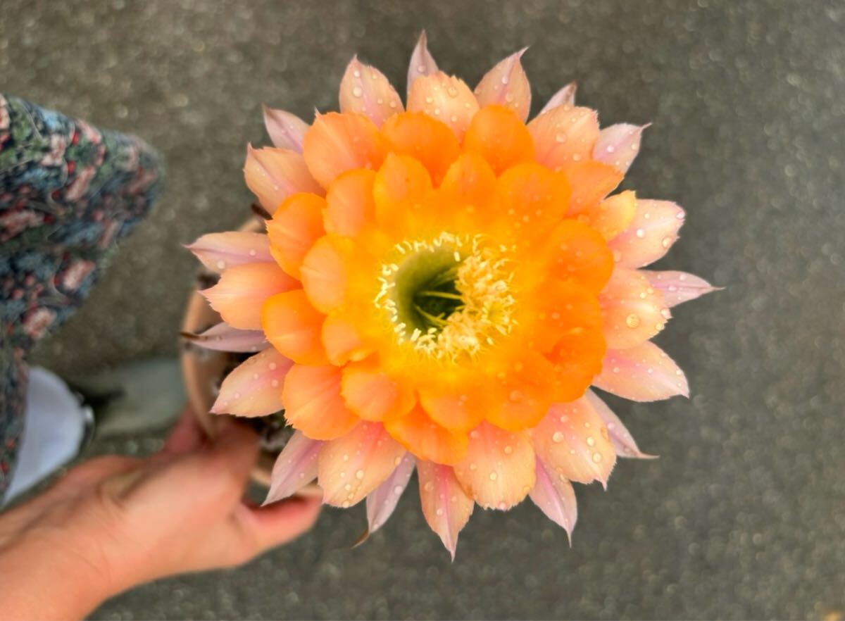 【50粒】多肉植物　花サボテンの種子 （ミックス）_1