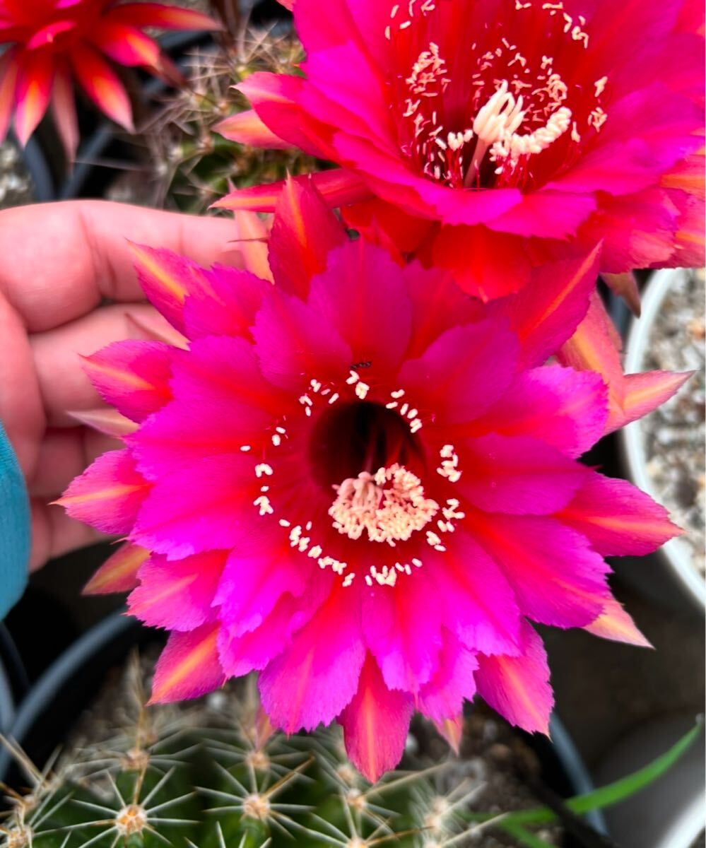 【50粒】多肉植物　花サボテンの種子 （ミックス）_2