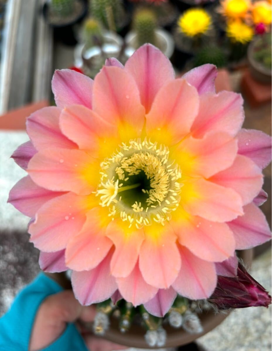 【50粒】多肉植物　花サボテンの種子 （ミックス）_3