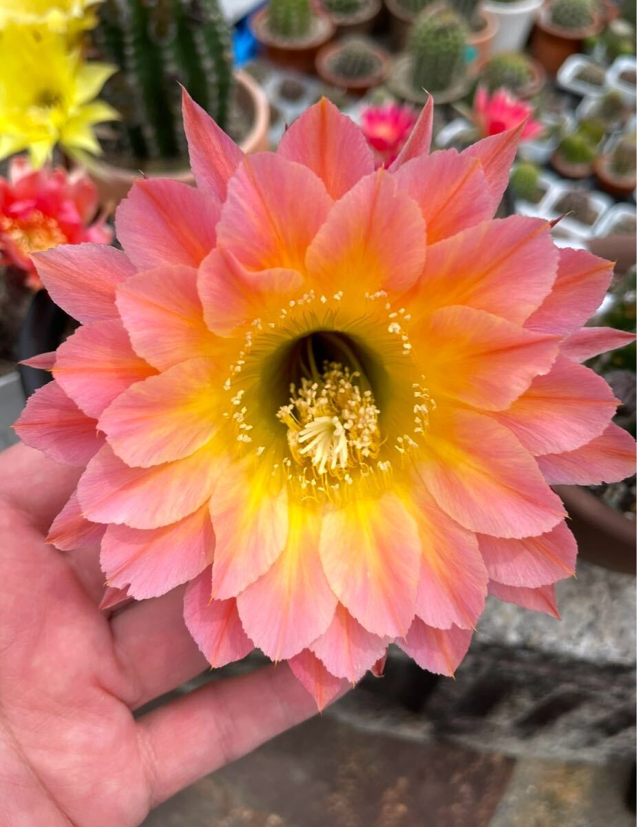 【50粒】多肉植物　花サボテンの種子 （ミックス）_5