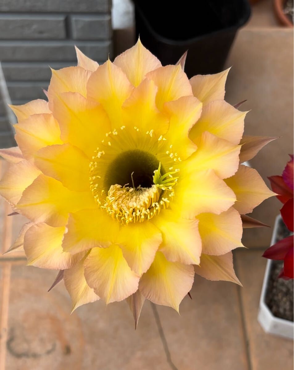 【50粒】多肉植物　花サボテンの種子 （ミックス）_6