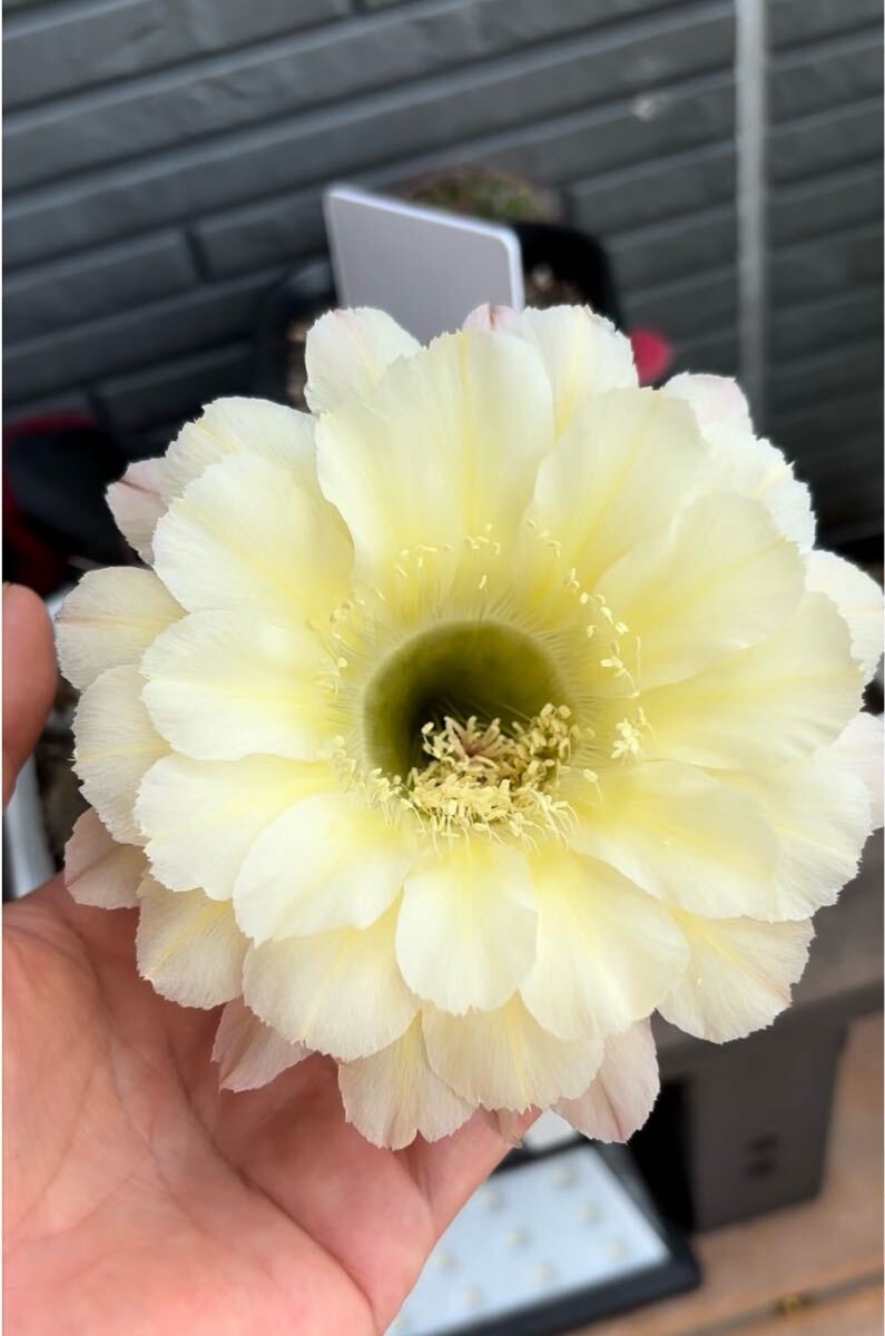 【50粒】多肉植物　花サボテンの種子 （ミックス）_8