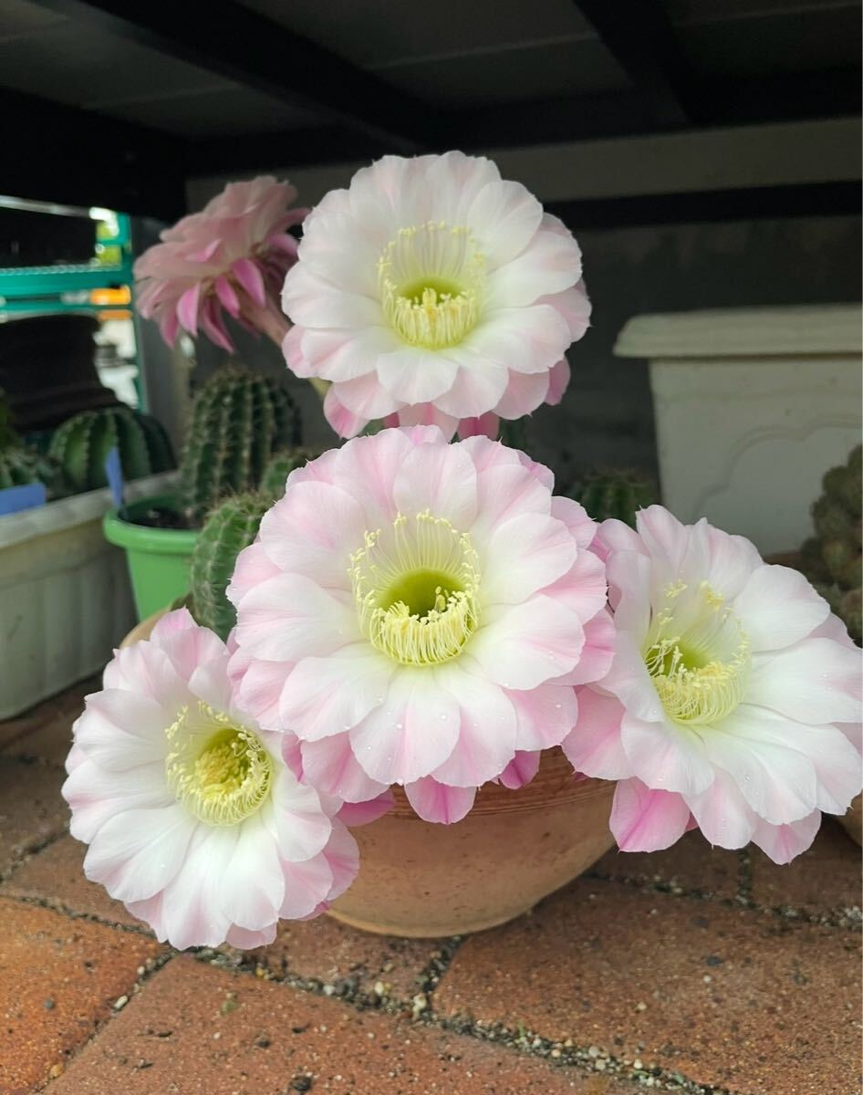 【50粒】多肉植物　花サボテンの種子 （ミックス）_9