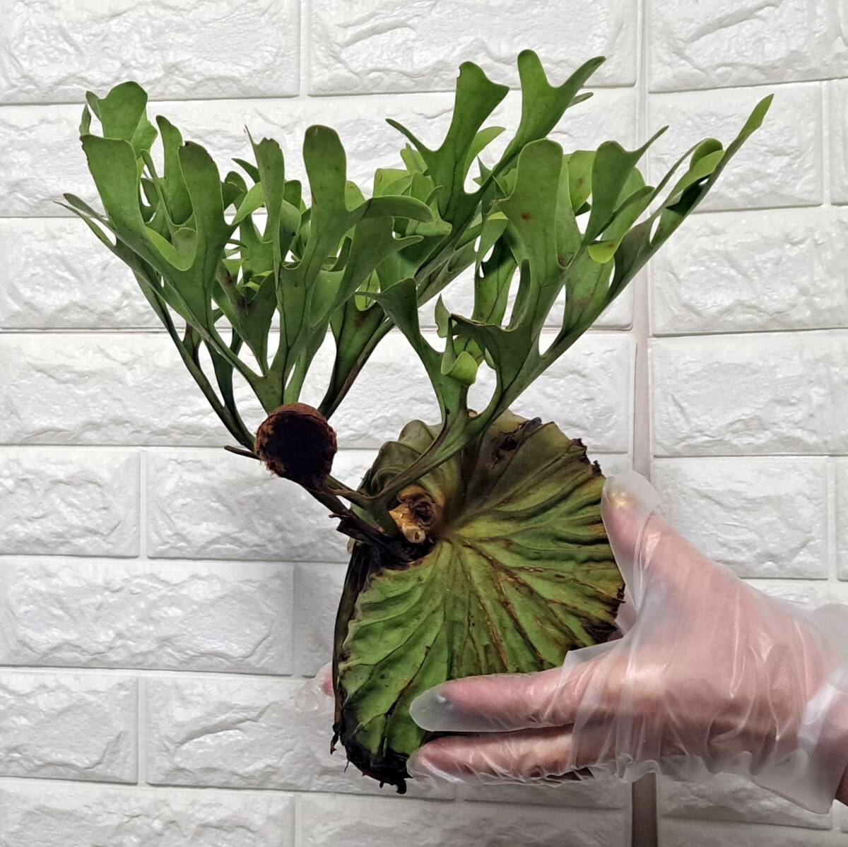 ☆2/5輸入☆150+ ビカクシダ 植物☆Platycerium ridleyi (プラティケリウム リドレイ)Center Borneo Wild/麋角羊歯