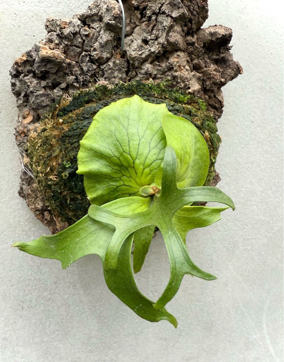 P. coronarium 'Philippines Dwarf' (selected) コロナリウム【vandaka