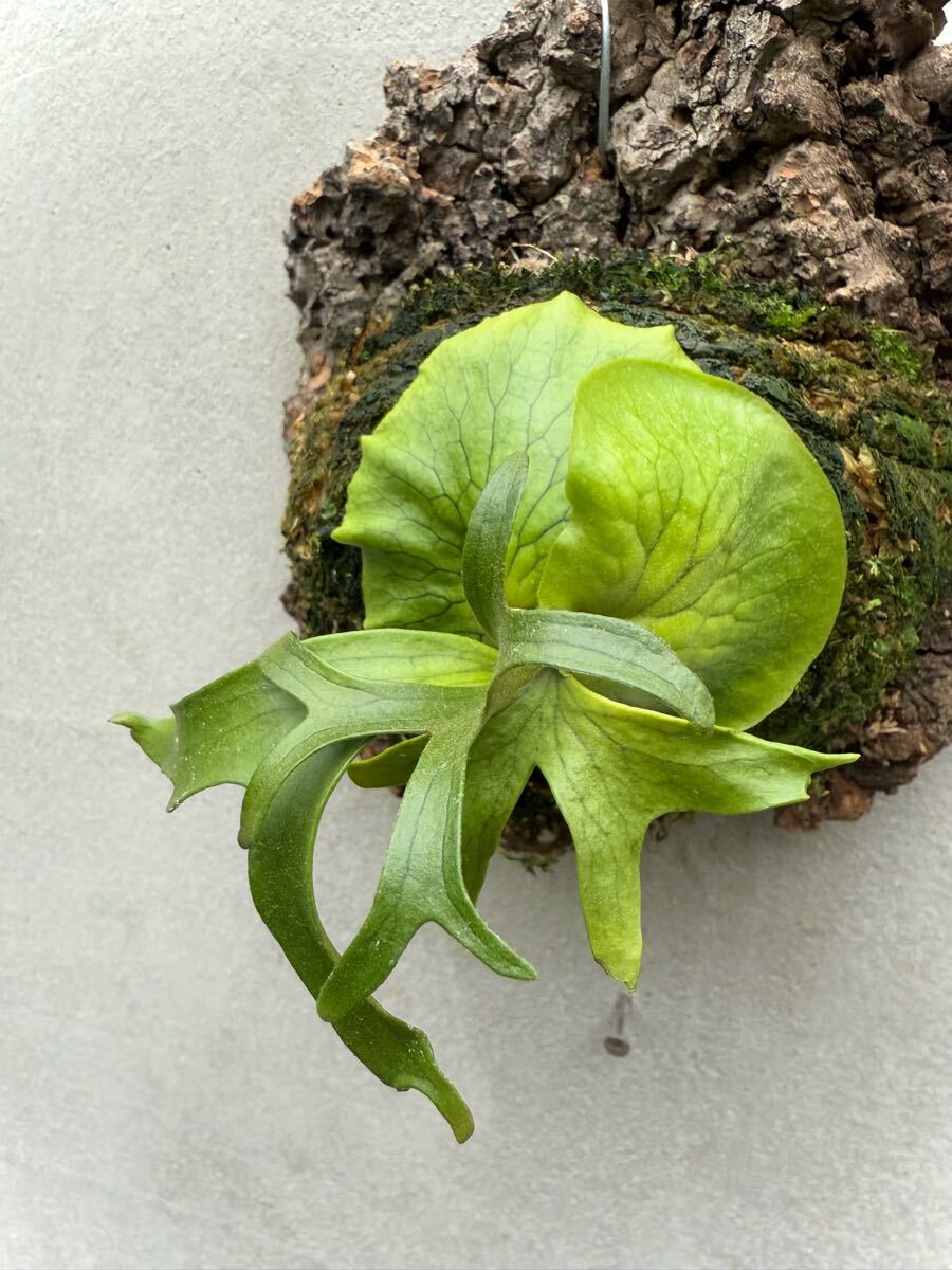 P. coronarium 'Philippines Dwarf' (selected) コロナリウム【vandaka