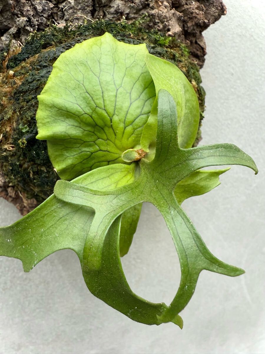 P. coronarium 'Philippines Dwarf' (selected) コロナリウム【vandaka