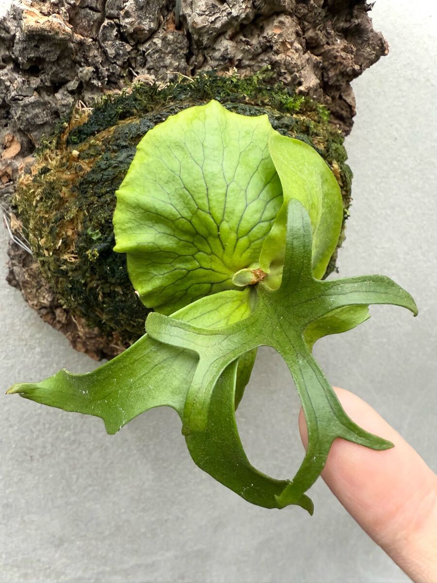 P. coronarium 'Philippines Dwarf' (selected) コロナリウム【vandaka