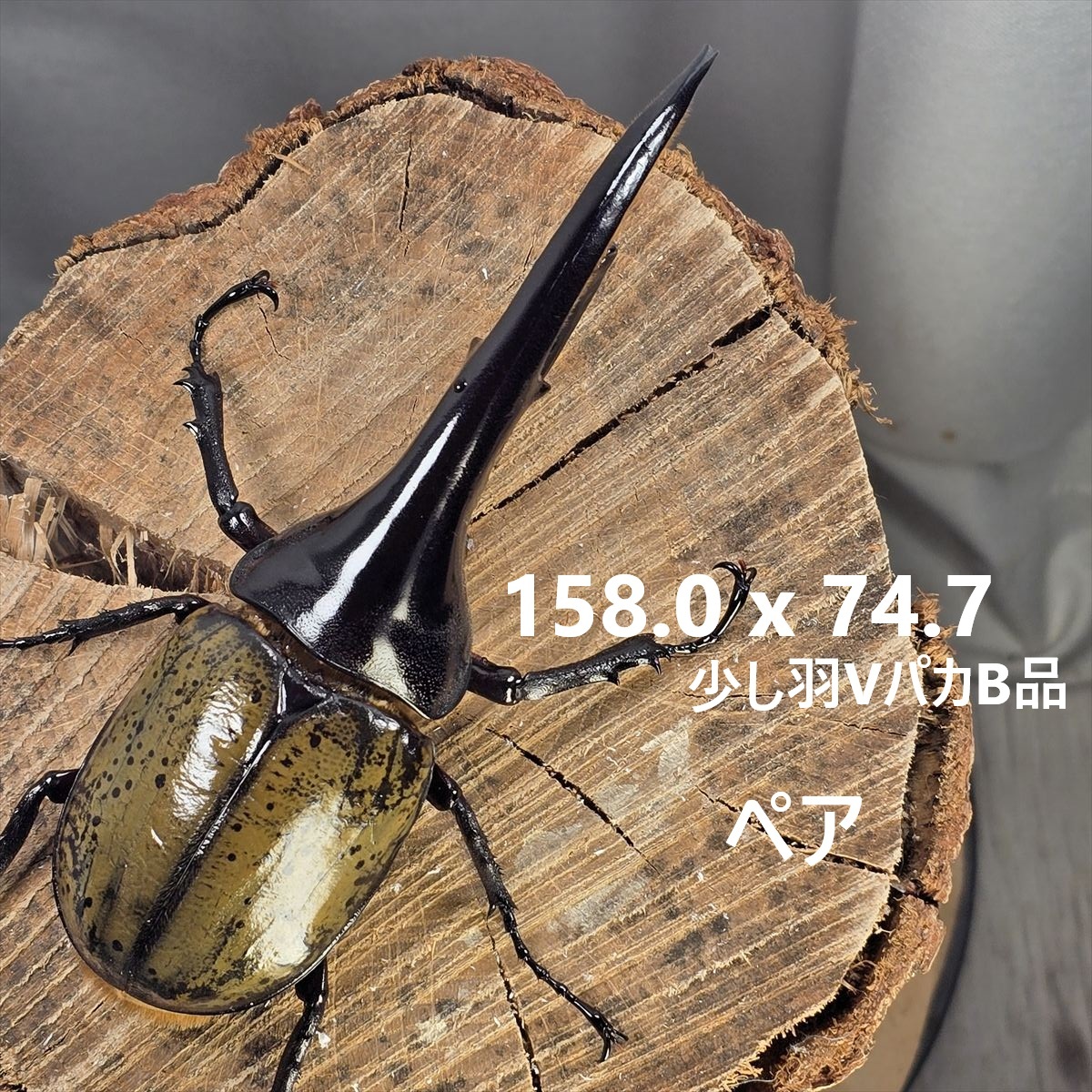 ヘラクレスオオカブトムシ ヘラクレスヘラクレス クアドループ産 オス