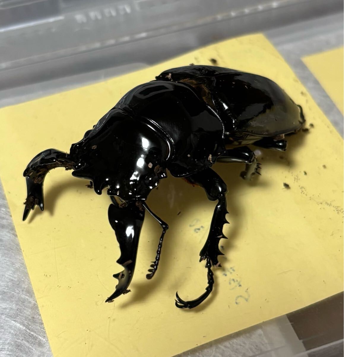 新成虫ペア】タランドゥスオオツヤクワガタ 76.1×54.0 ペア