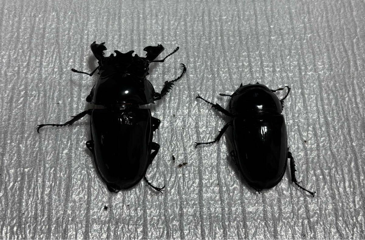 タランドゥス 新成虫ペア ♂87.2ミリ ♀55.3ミリ 新成虫☆タランドゥス 