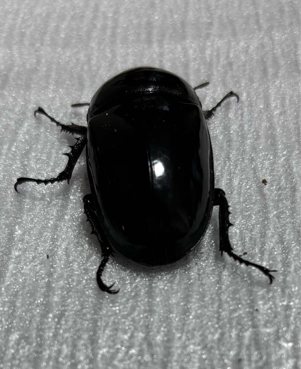タランドゥスオオツヤクワガタ 新成虫1ペア（後食済み）(♂85.♀53.8）