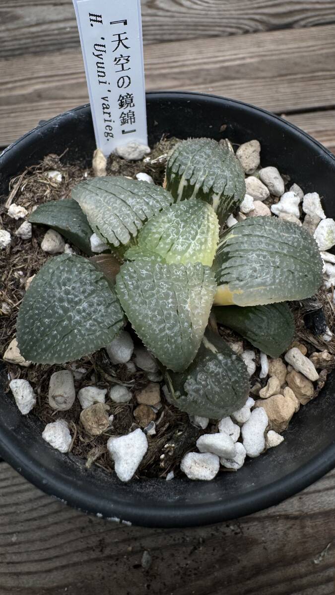 L33 多肉植物 ハオルチア ハオルシア 天空の境錦 糊斑 縞斑 斑入り