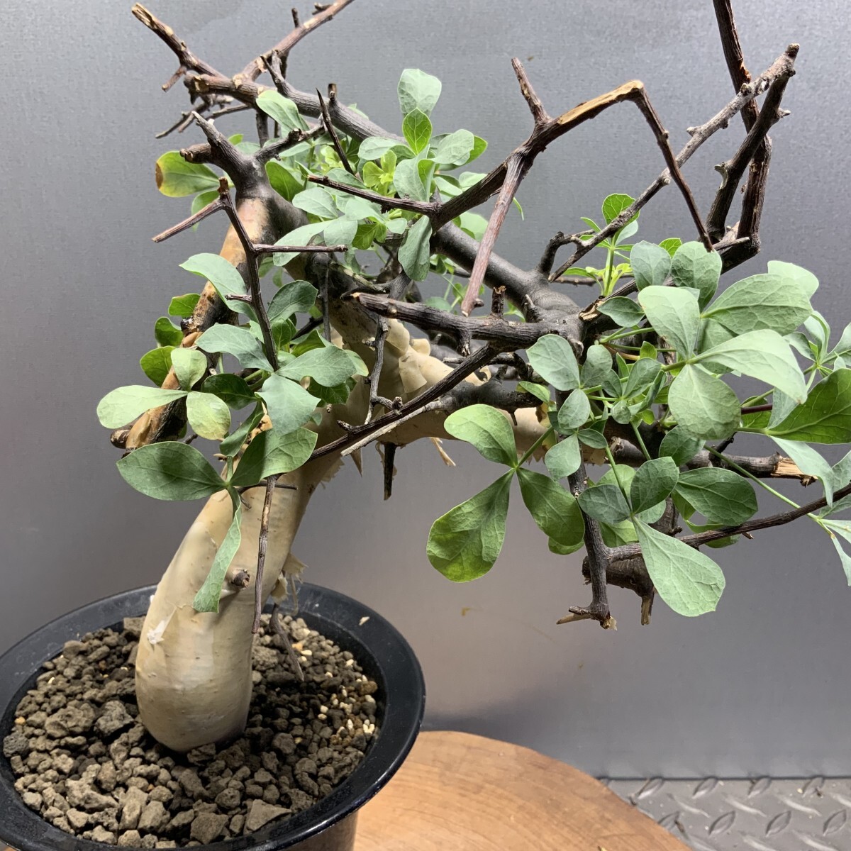 と*ん様 MK04 コミフォラ ピュア カタフ ソマリア 現地株 ゑ.4 コミフォラ カタフ ピュア ソマリア / Commiphora kataf 現地株