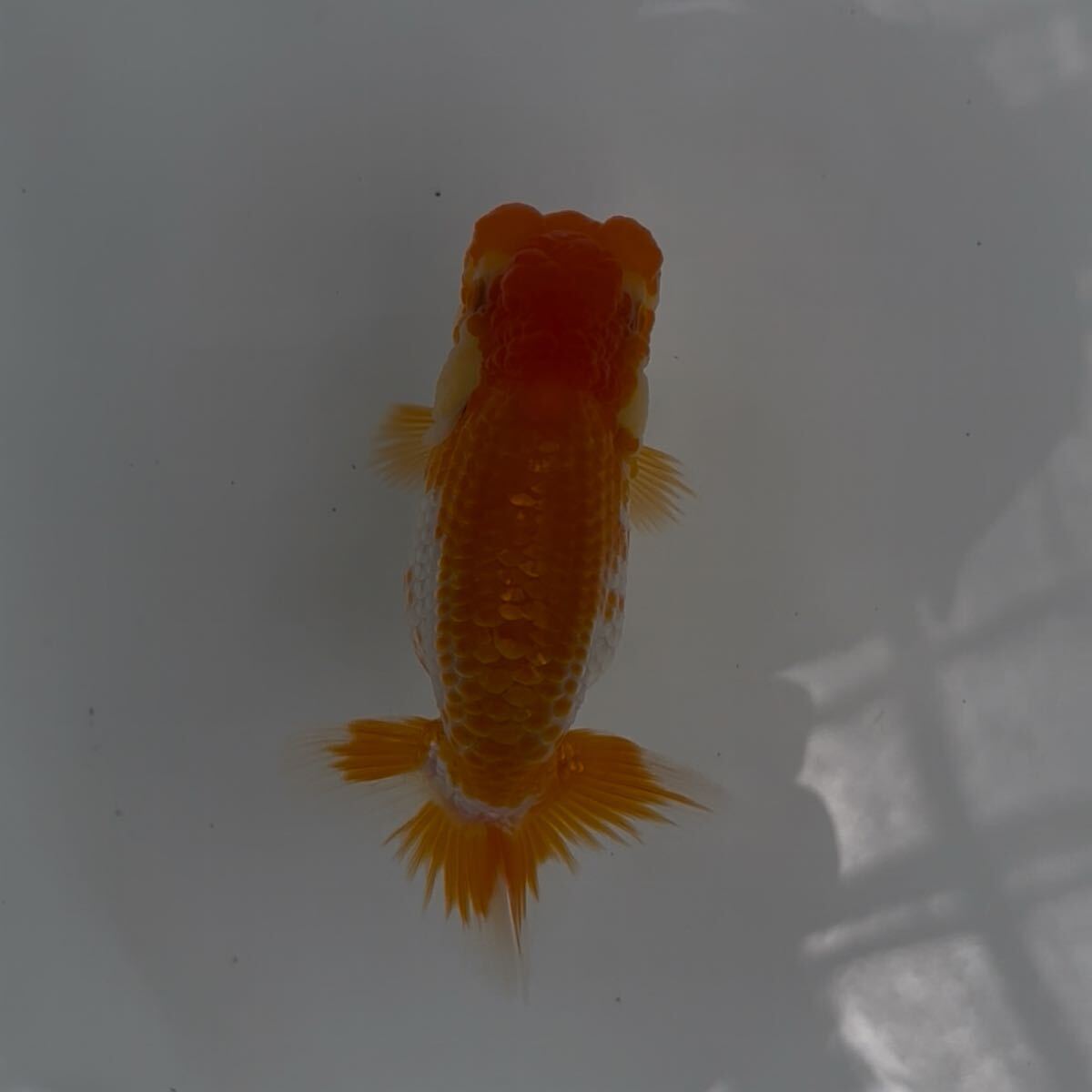 510らんちゅう当歳魚②_1