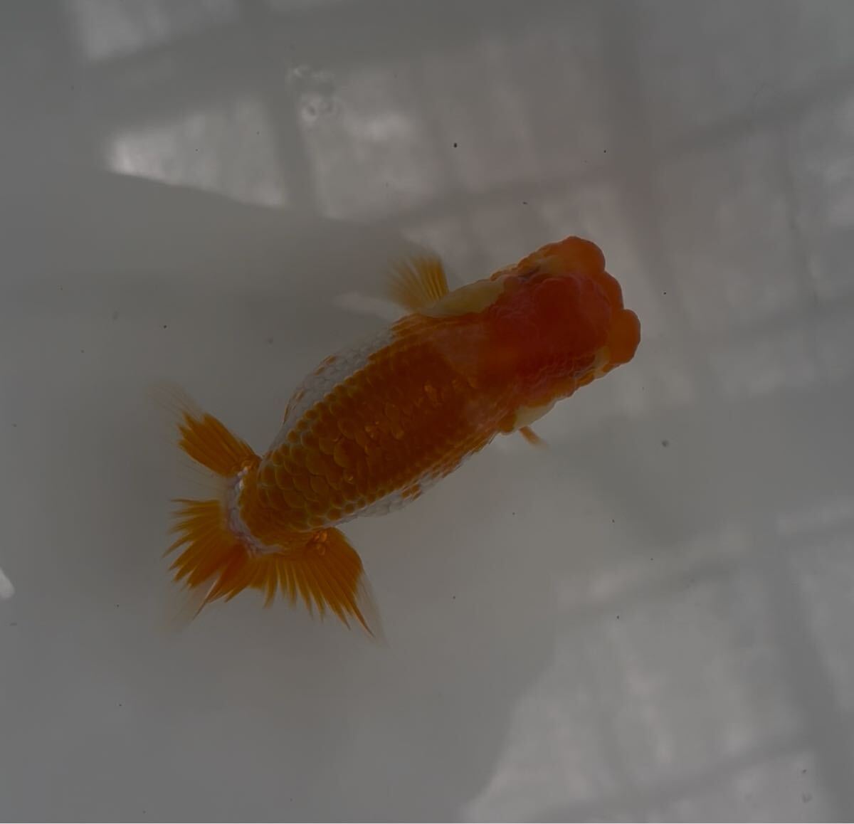 510らんちゅう当歳魚②_3