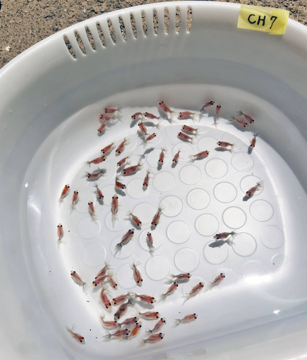 キャリコ浜錦の仔 [CH7] 選別ハネ 2025/5/30生 530CH ±2.5～3.0cm 50匹+α 性別不明_2