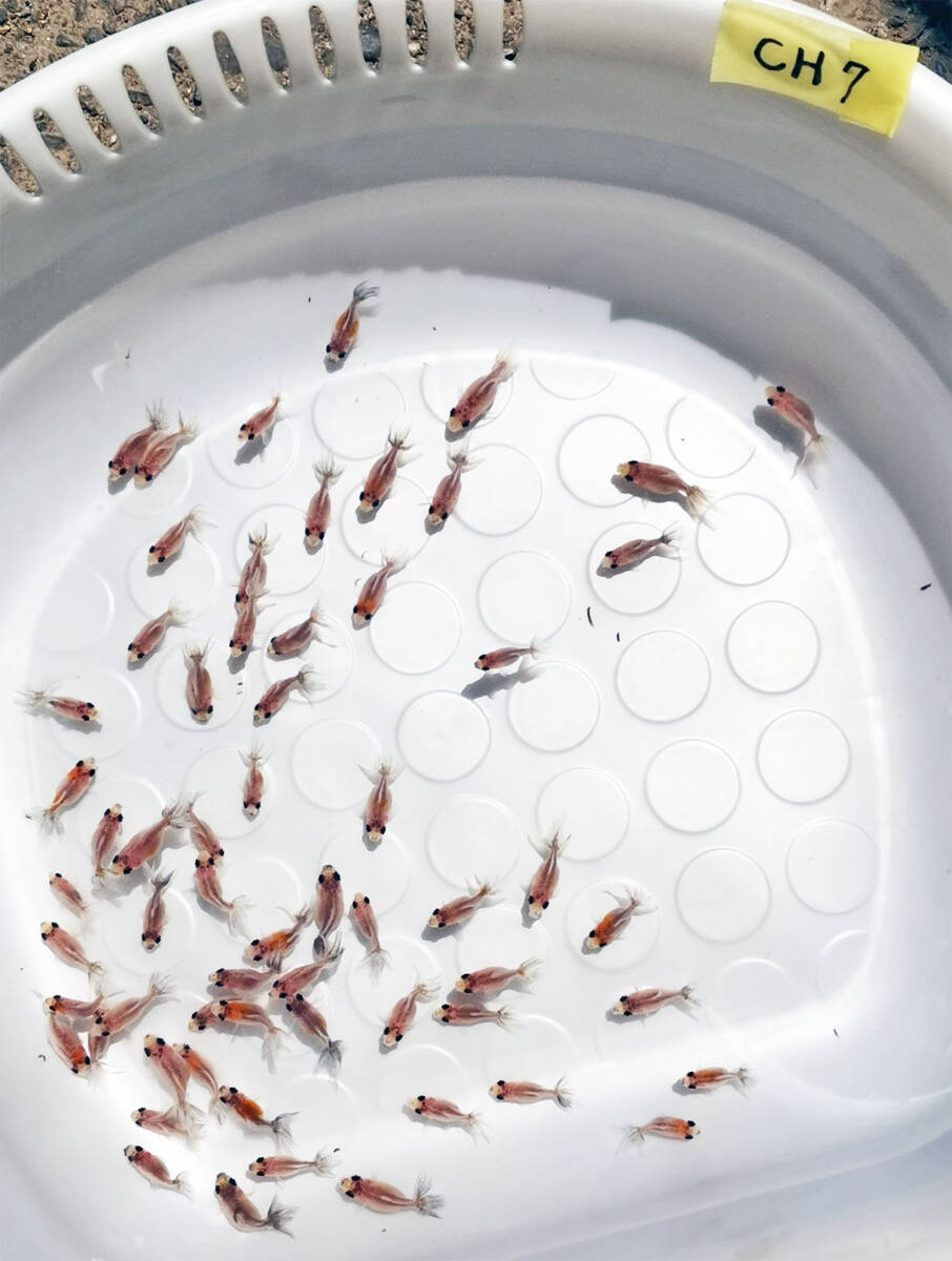 キャリコ浜錦の仔 [CH7] 選別ハネ 2025/5/30生 530CH ±2.5～3.0cm 50匹+α 性別不明_3