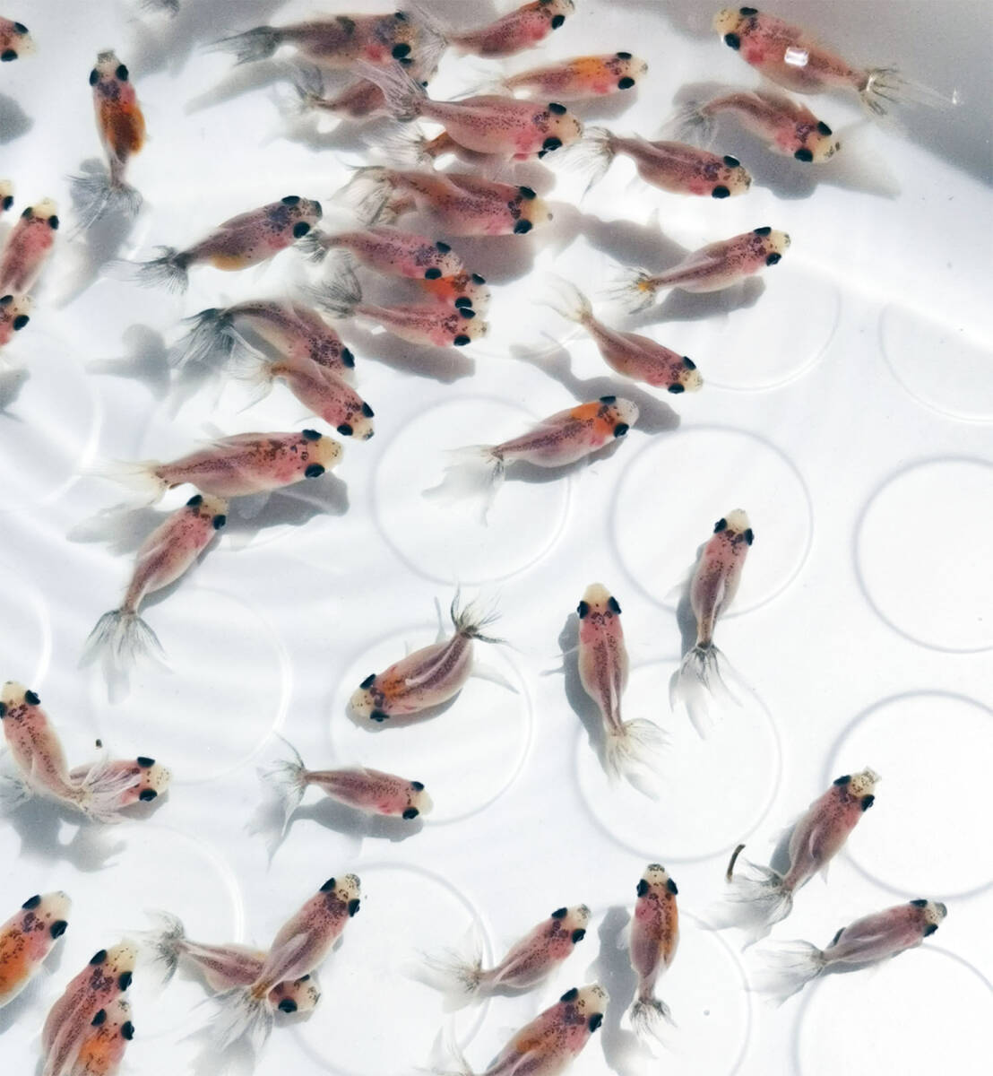 キャリコ浜錦の仔 [CH7] 選別ハネ 2025/5/30生 530CH ±2.5～3.0cm 50匹+α 性別不明_4