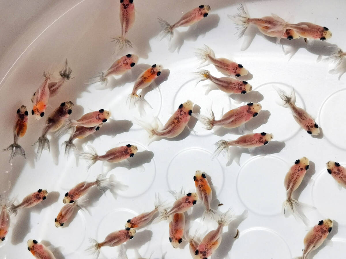 キャリコ浜錦の仔 [CH7] 選別ハネ 2025/5/30生 530CH ±2.5～3.0cm 50匹+α 性別不明_5