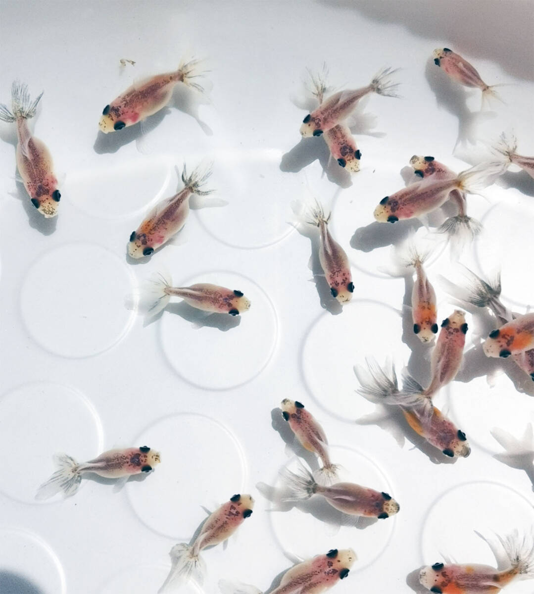 キャリコ浜錦の仔 [CH7] 選別ハネ 2025/5/30生 530CH ±2.5～3.0cm 50匹+α 性別不明_6