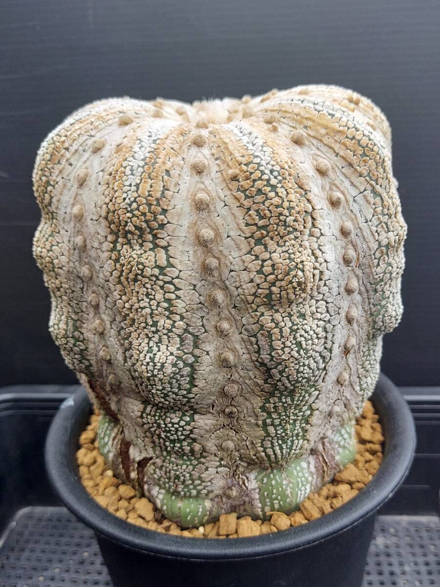 ミラクル兜　　古木　　　サボテン_1