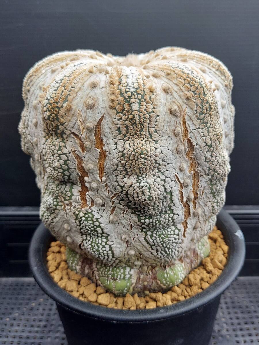 ミラクル兜　　古木　　　サボテン_4