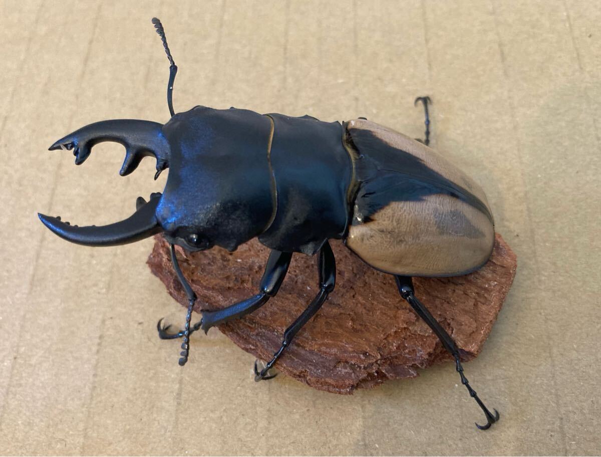 ブルマイスター　ツヤクワガタ　♂♀ペア　76㍉/51㍉　未使用　未後食_1
