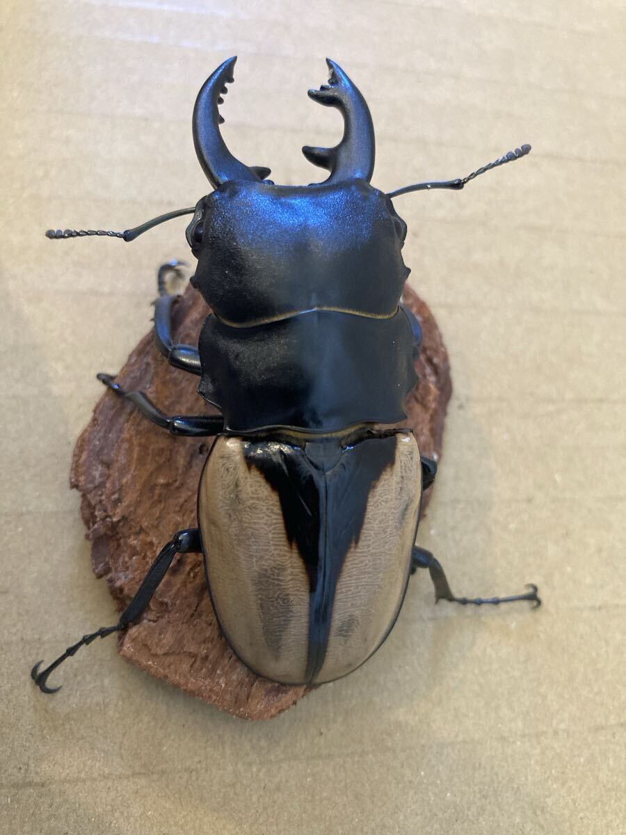 ブルマイスター　ツヤクワガタ　♂♀ペア　76㍉/51㍉　未使用　未後食_2