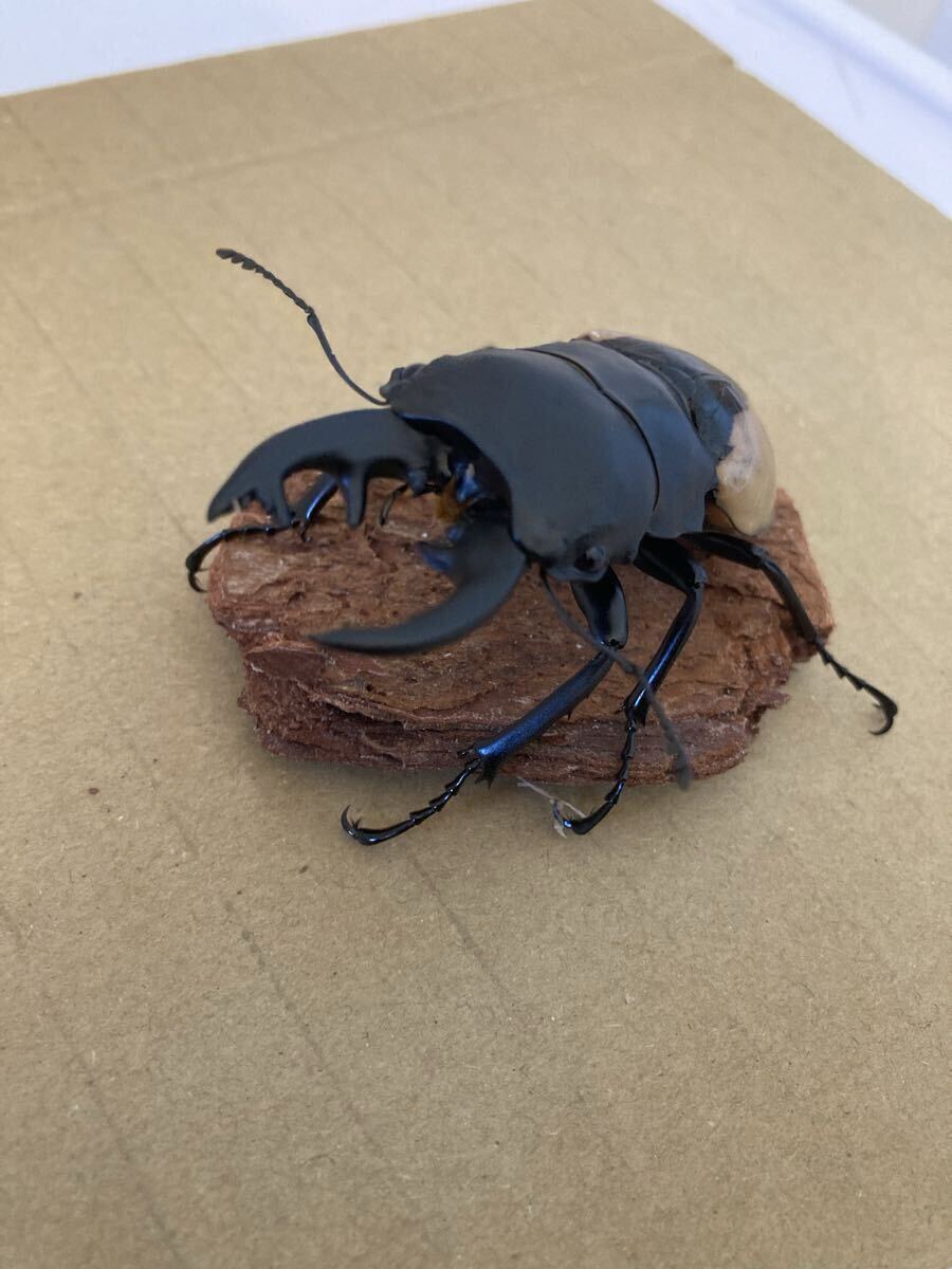 ブルマイスター　ツヤクワガタ　♂♀ペア　76㍉/51㍉　未使用　未後食_3