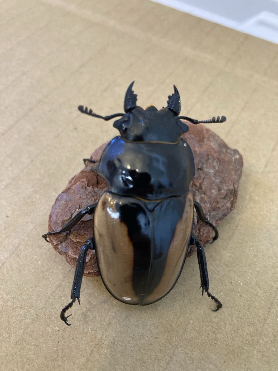 ブルマイスター　ツヤクワガタ　♂♀ペア　76㍉/51㍉　未使用　未後食_4