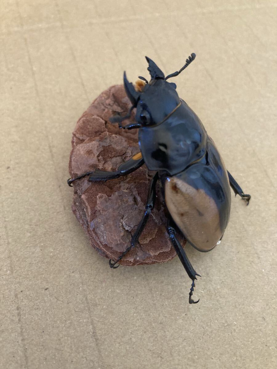 ブルマイスター　ツヤクワガタ　♂♀ペア　76㍉/51㍉　未使用　未後食_5