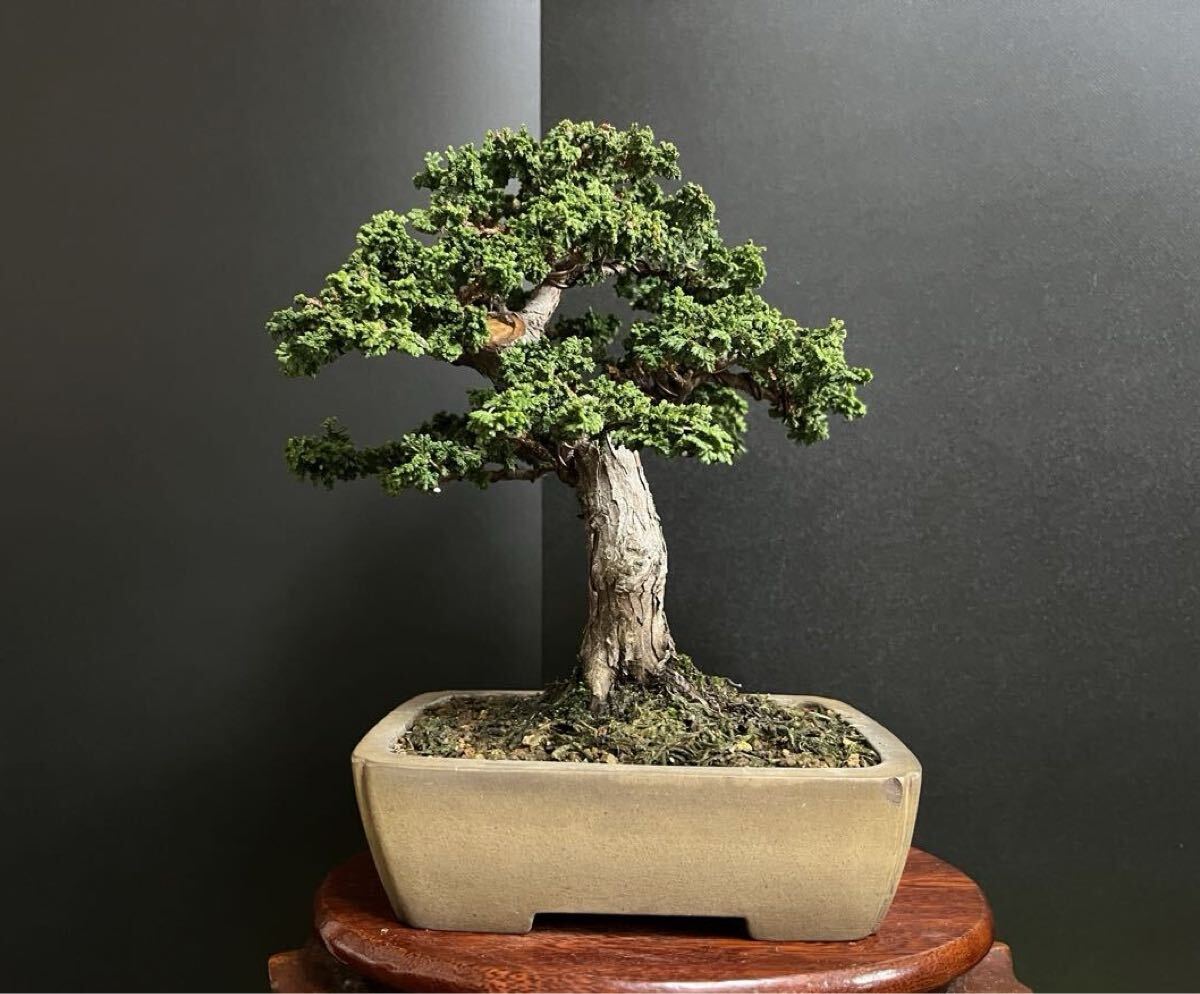 石化桧盆栽 太幹 小品盆栽 模様木 樹高19cm (検索用 石化ヒノキ、檜